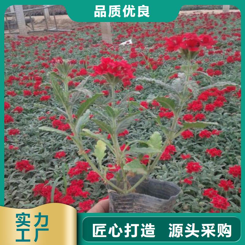 山东宿根花卉种植基地，青州时令草花价格梧州市红叶小檗