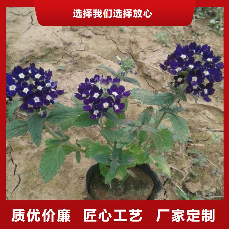 山东宿根花卉种植基地，青州时令草花价格蓝花鸢尾安心购