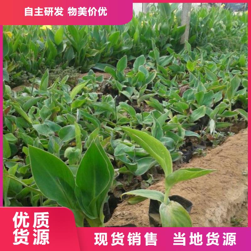 山东宿根花卉种植基地，青州时令草花价格大叶黄杨本地制造商