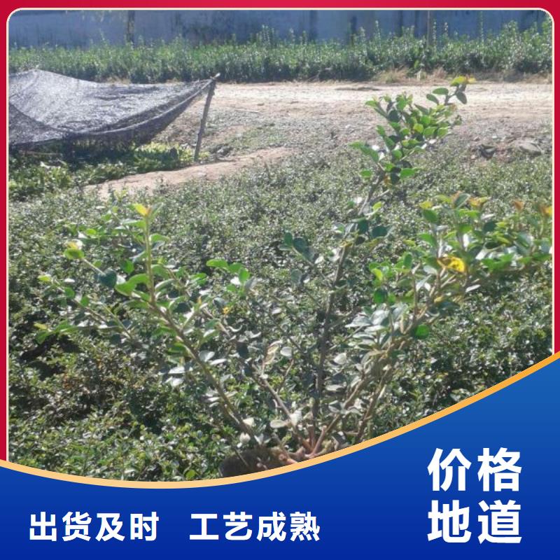 山东宿根花卉种植基地，青州时令草花价格怒江市小叶黄杨