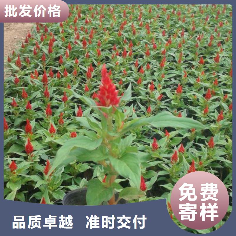 山东宿根花卉种植基地，青州时令草花价格迪庆市黄菖蒲
