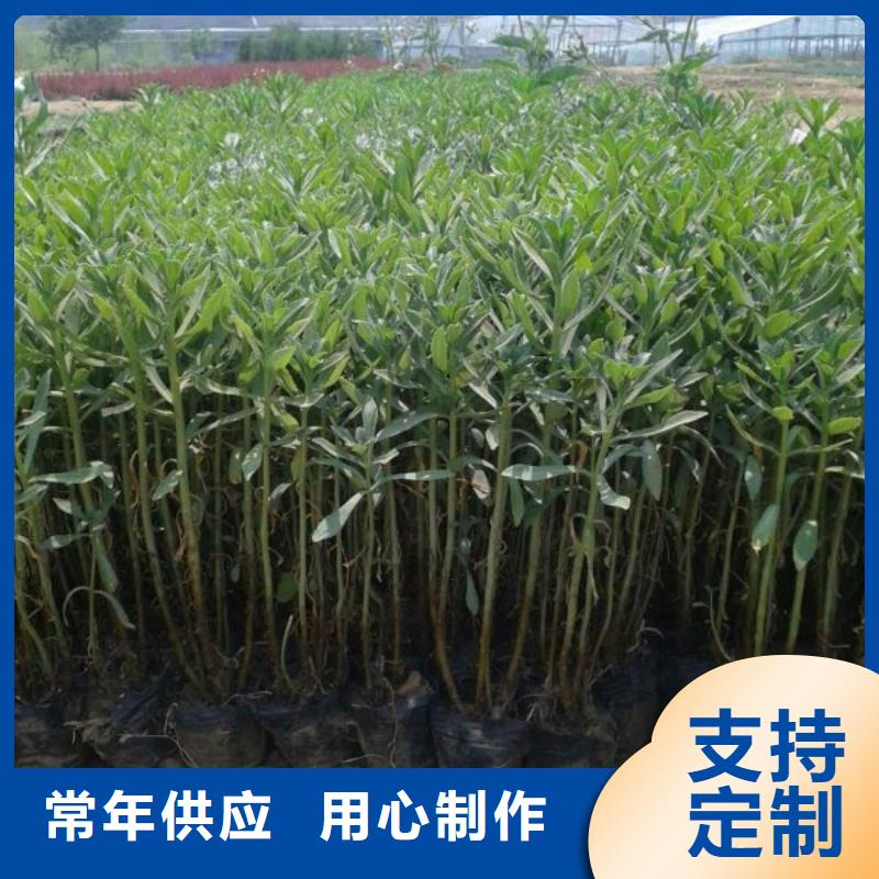 山东宿根花卉种植基地，青州时令草花价格六盘水市芝樱