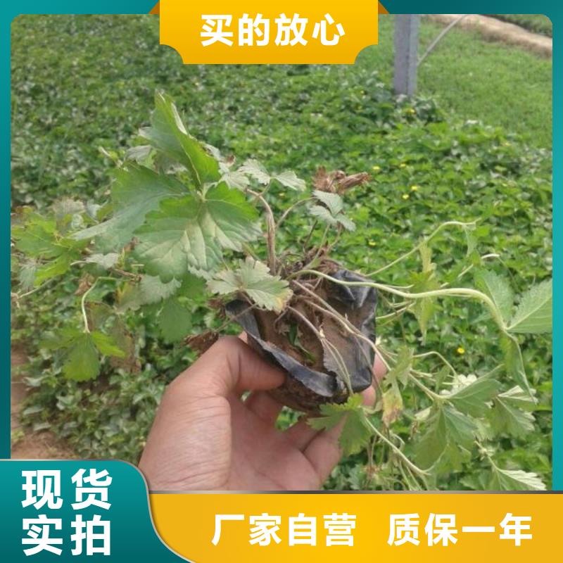 山东宿根花卉种植基地，青州时令草花价格垂吊牵牛细节严格凸显品质