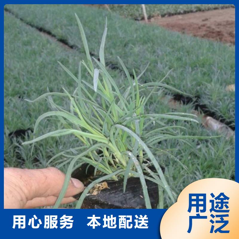 山东宿根花卉种植基地，青州时令草花价格黄菖蒲支持非标定制