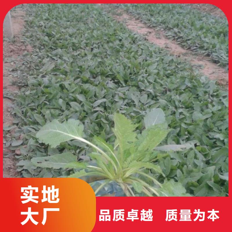 山东宿根花卉种植基地，青州时令草花价格地被菊同城生产商