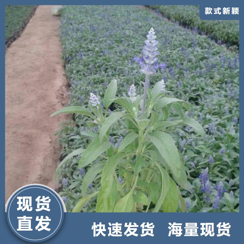 山东宿根花卉种植基地，青州时令草花价格梧州市小叶黄杨