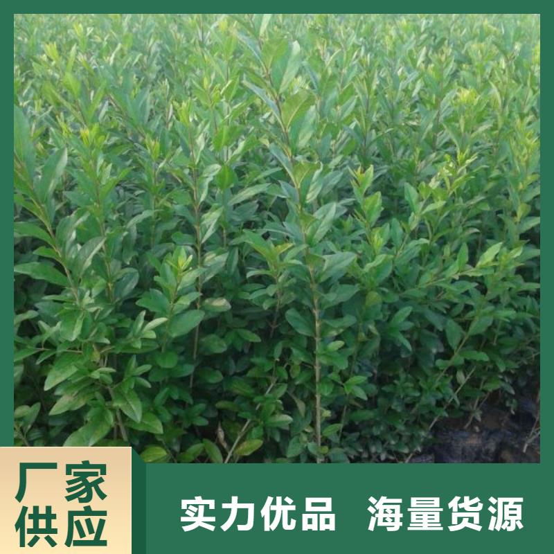 山东宿根花卉种植基地，青州时令草花价格二月兰检验发货