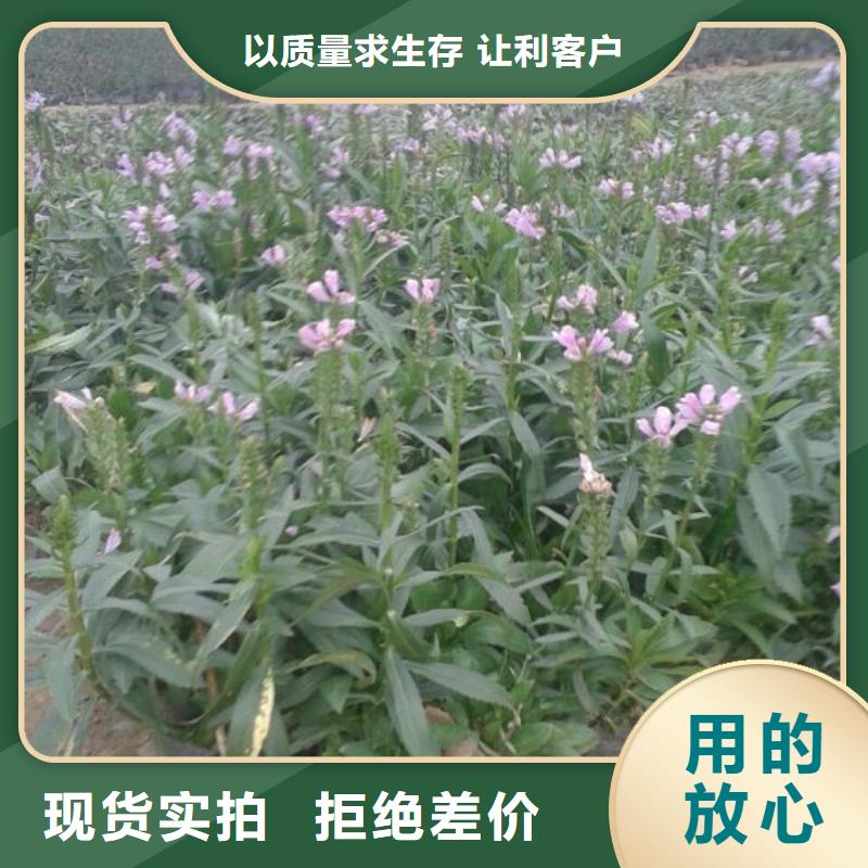 山东宿根花卉种植基地，青州时令草花价格许昌市万寿菊