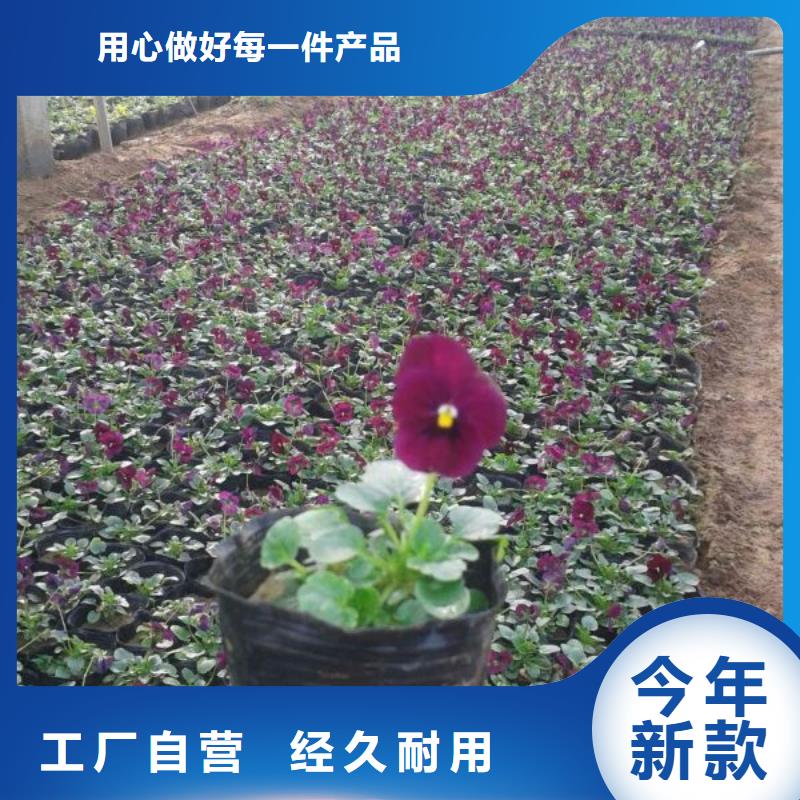 山东宿根花卉种植基地，青州时令草花价格云南垂吊牵牛