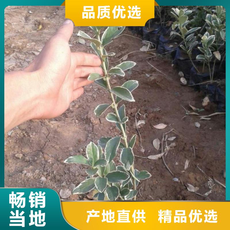 山东宿根花卉种植基地，青州时令草花价格新疆小叶黄杨