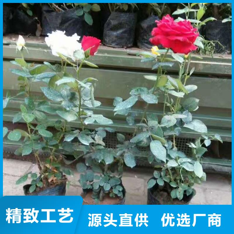 山东宿根花卉种植基地，青州时令草花价格冬青本地货源