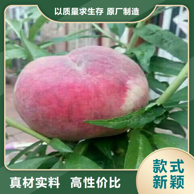 陇南中华寿桃桃树苗品种纯品种纯