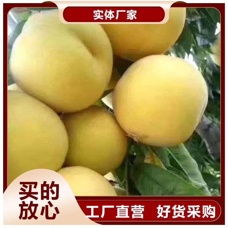 香港长期供应秋彤桃树苗长期  