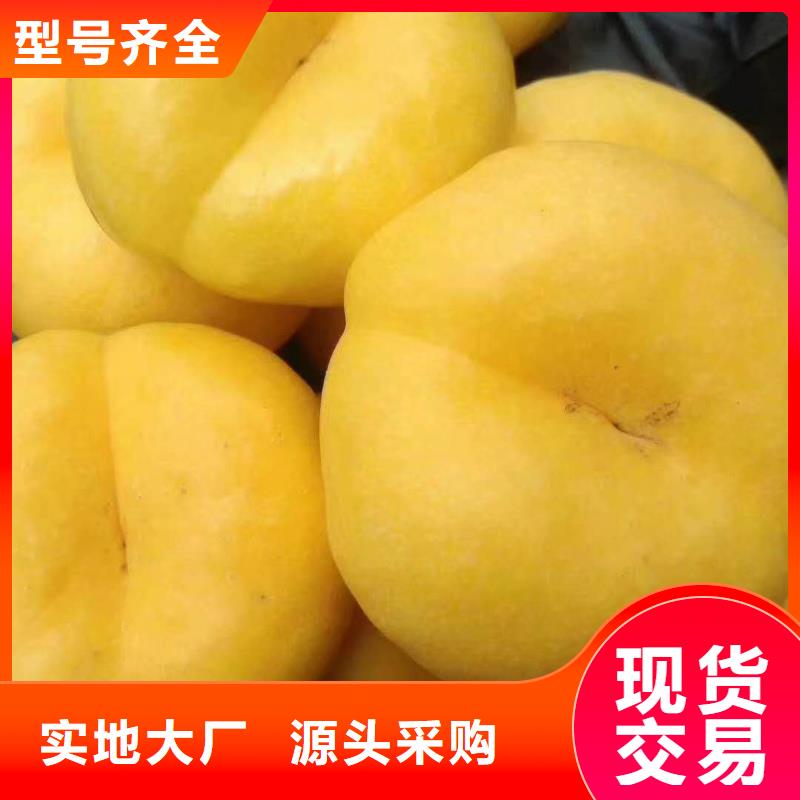 陇南中华寿桃桃树苗品种纯保品种