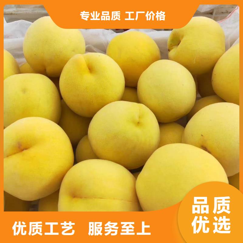 陇南中华寿桃桃树苗品种纯中油1  
