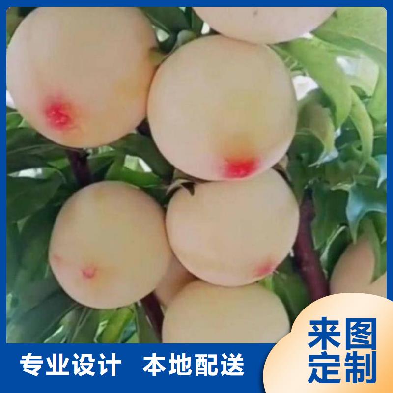 台湾保品种金秋红蜜桃树苗品种纯