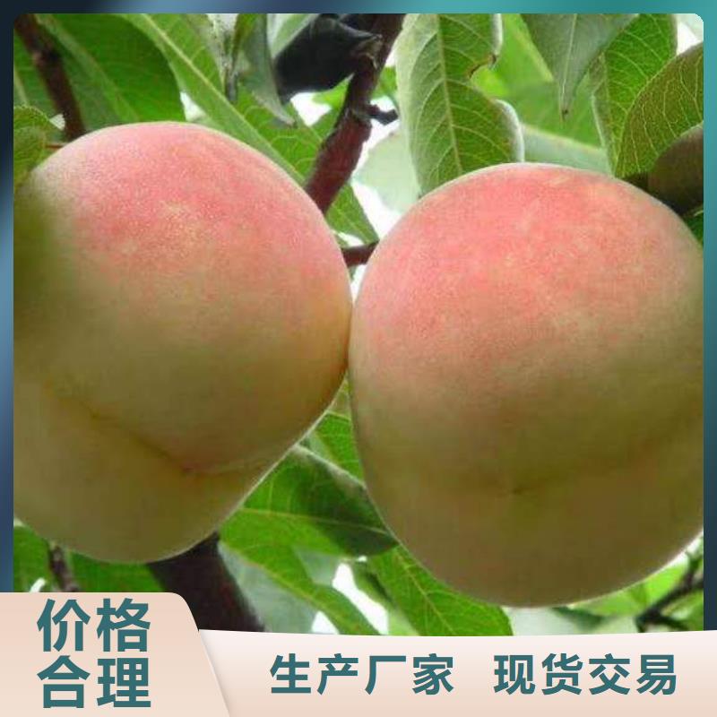 靖江油蟠7一7桃树苗新品种批发保品种