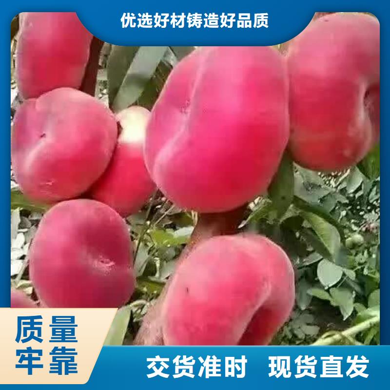 台湾晚熟品种桃苗金秋红蜜桃树苗品种纯
