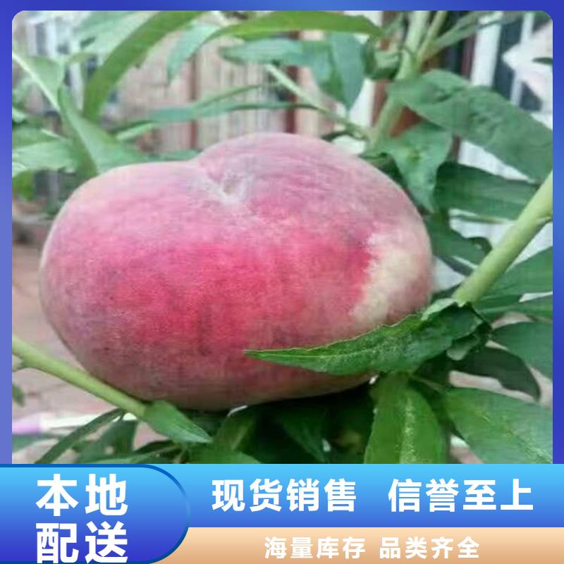 靖江哪里有桃苗新品种  