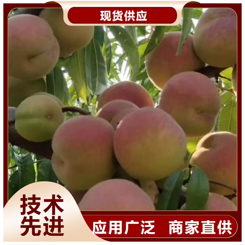 台湾金秋红蜜桃树苗品种纯保品种