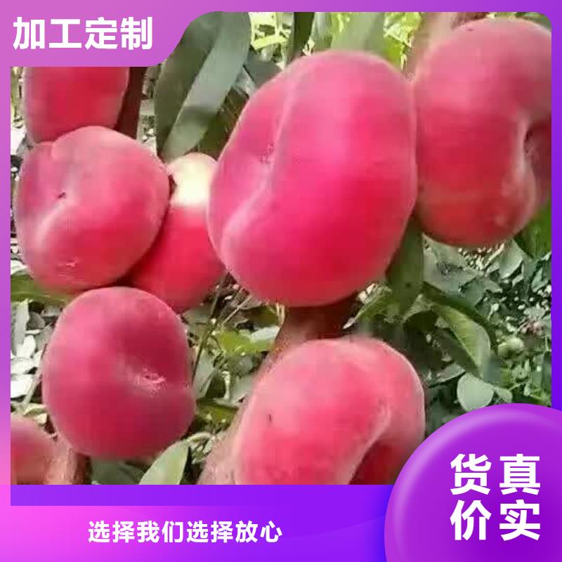香港长期供应哪里品种好秋彤桃树苗