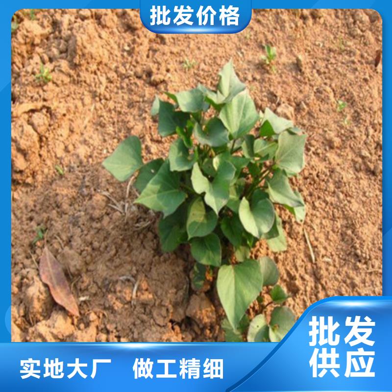 上海紫薯种苗源头厂家