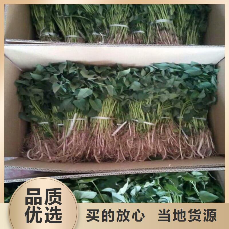 荆州鲜食型紫薯苗厂家