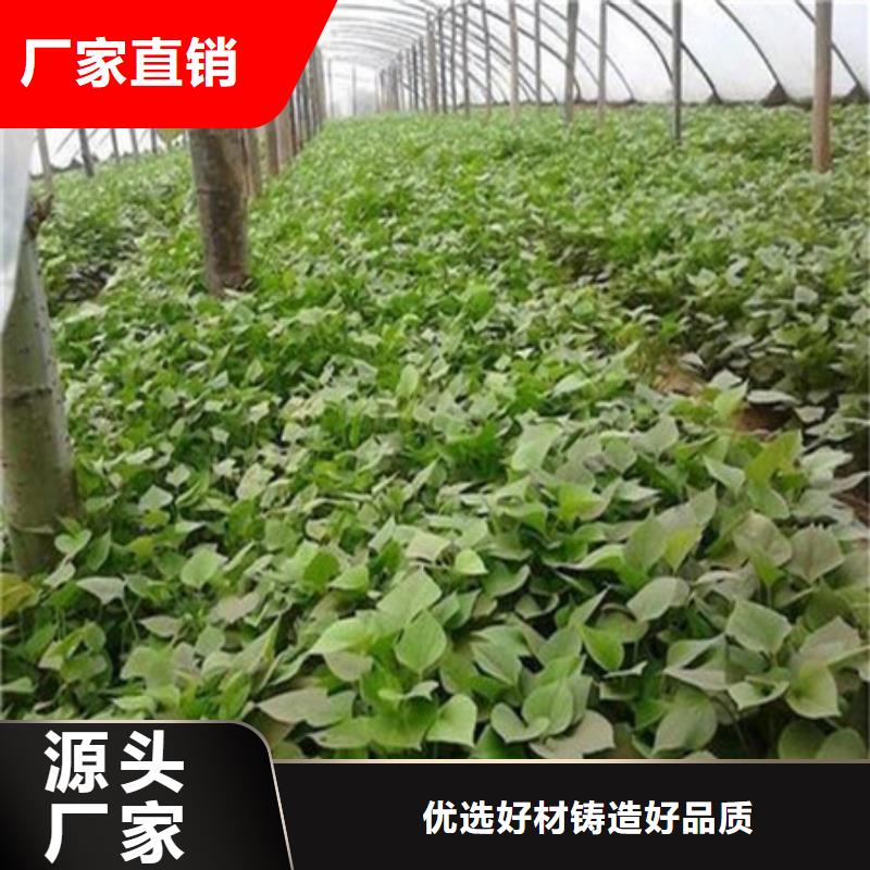 上海紫薯苗厂家价格