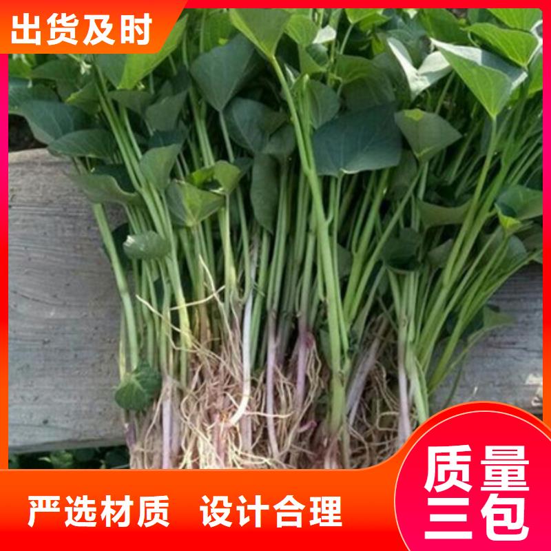 淮北鲜食型紫薯苗批发销售