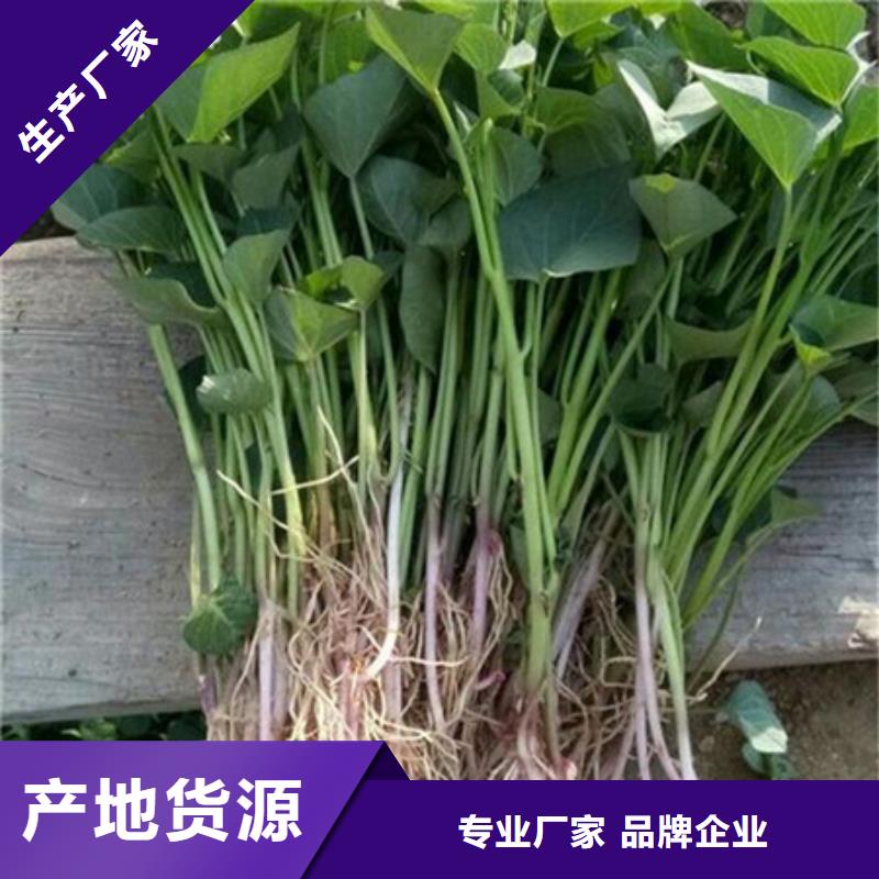 天水紫红薯苗批发销售