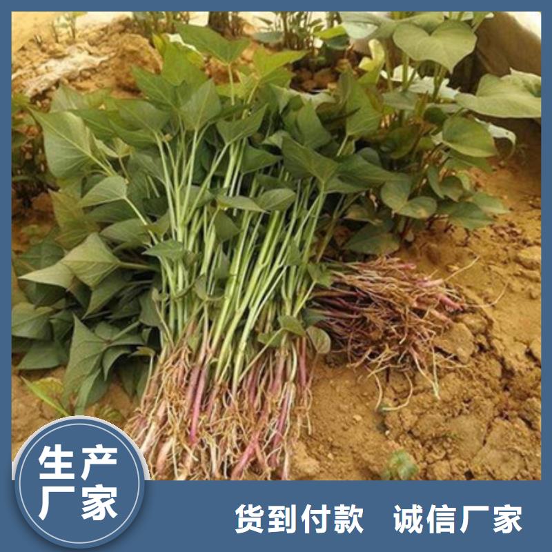 台湾紫薯苗（绫紫）量大价更优
