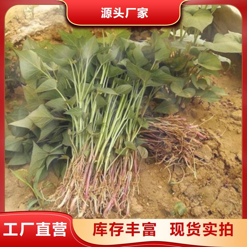 郑州鲜食型紫薯苗2021新苗上市