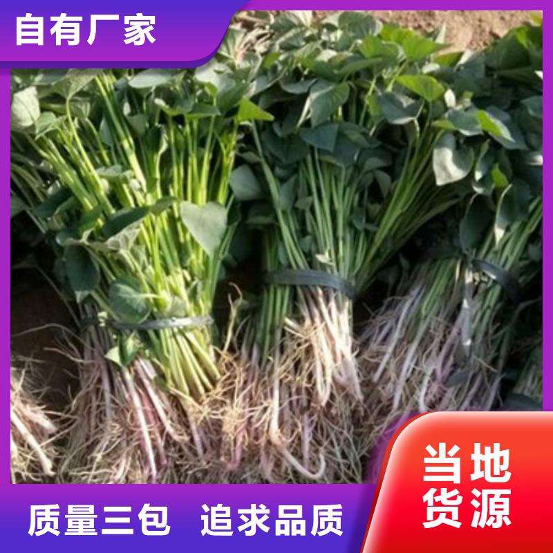 阜阳紫薯种苗厂家  