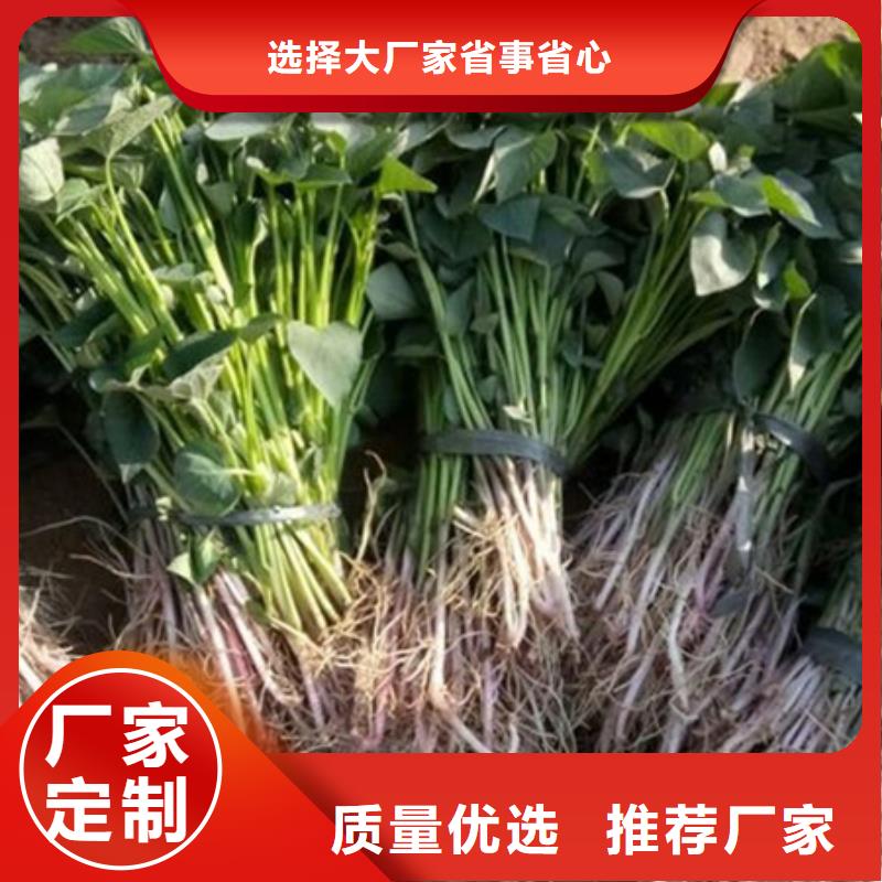 郑州脱毒紫薯苗图片