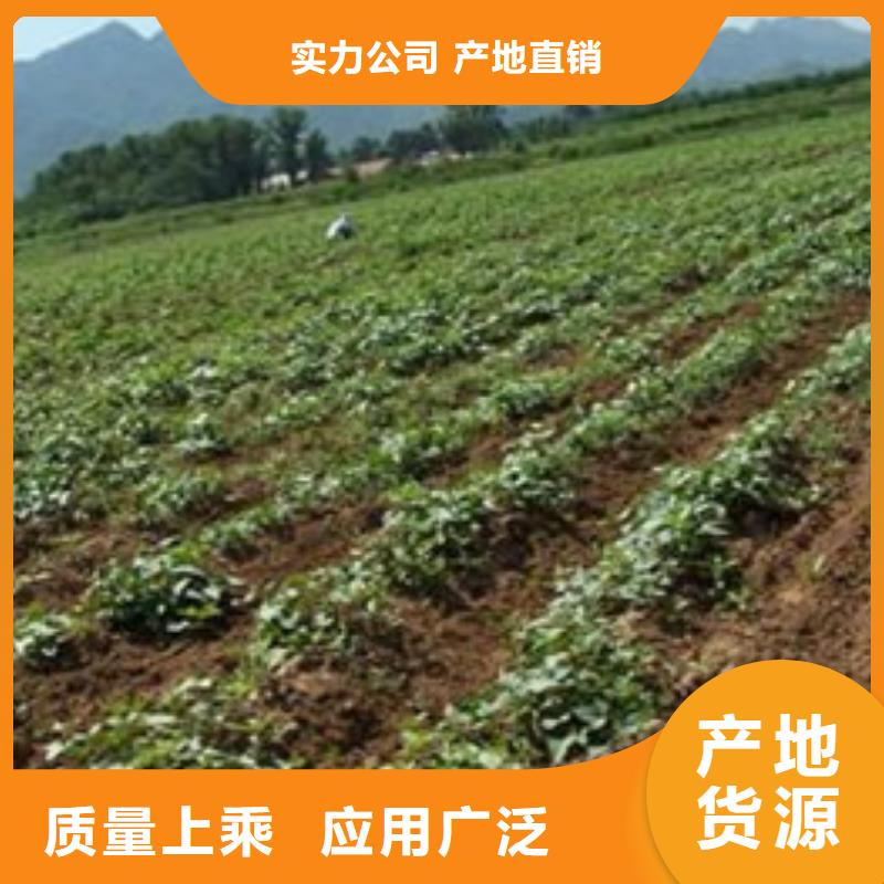 淮安紫红薯苗2021新苗上市