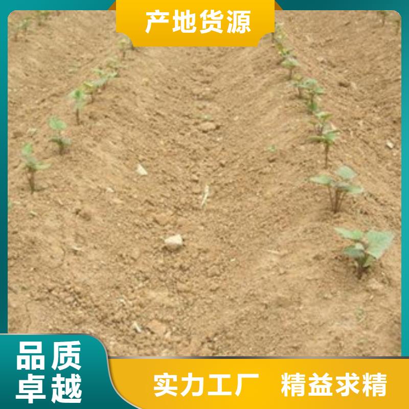 荆州紫薯种子多少钱一棵