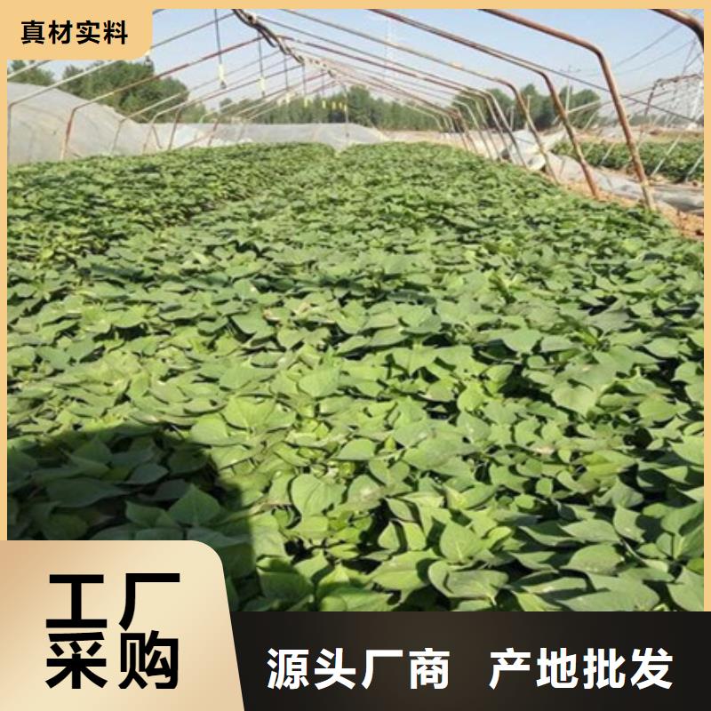 滁州鲜食型紫薯苗图片