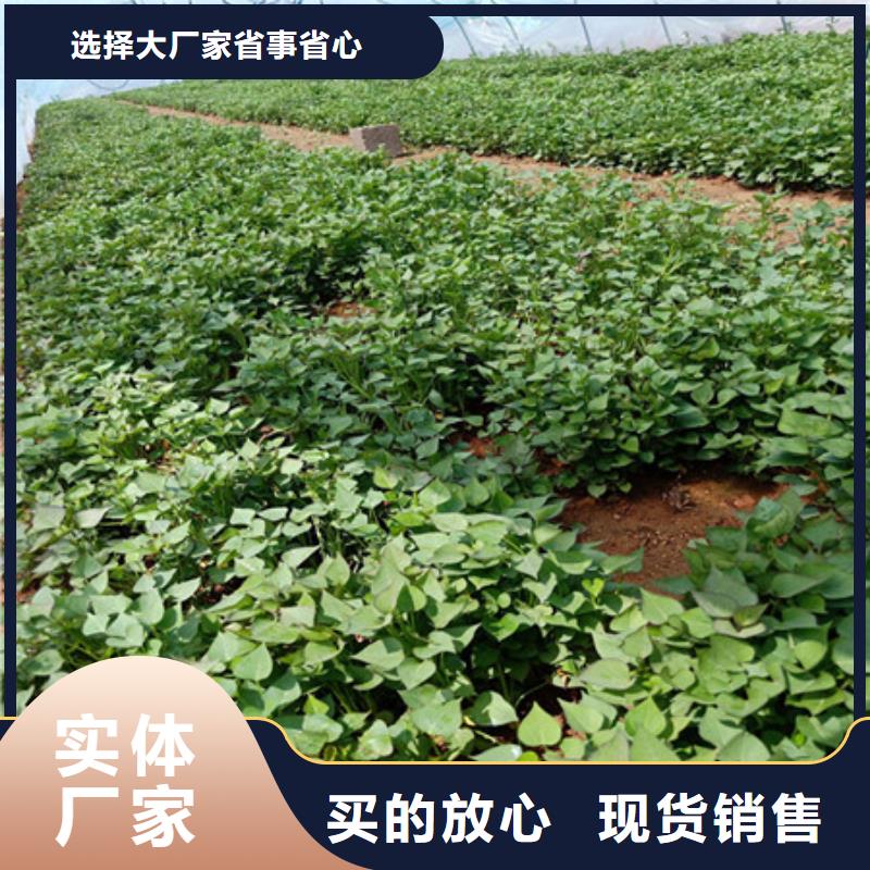 十堰紫薯种种植厂家