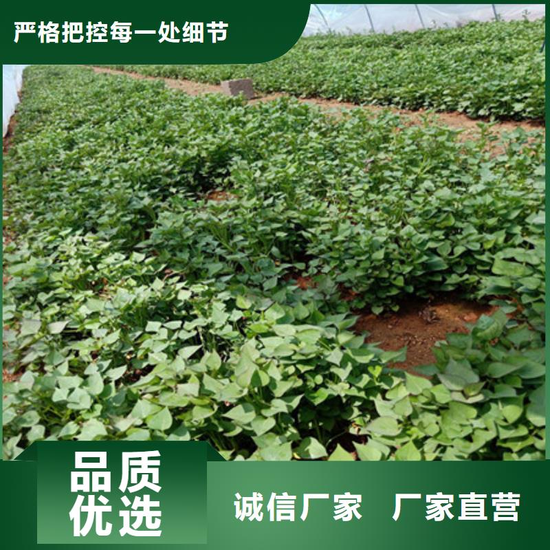 台湾紫薯苗（济黑1号）批发价格