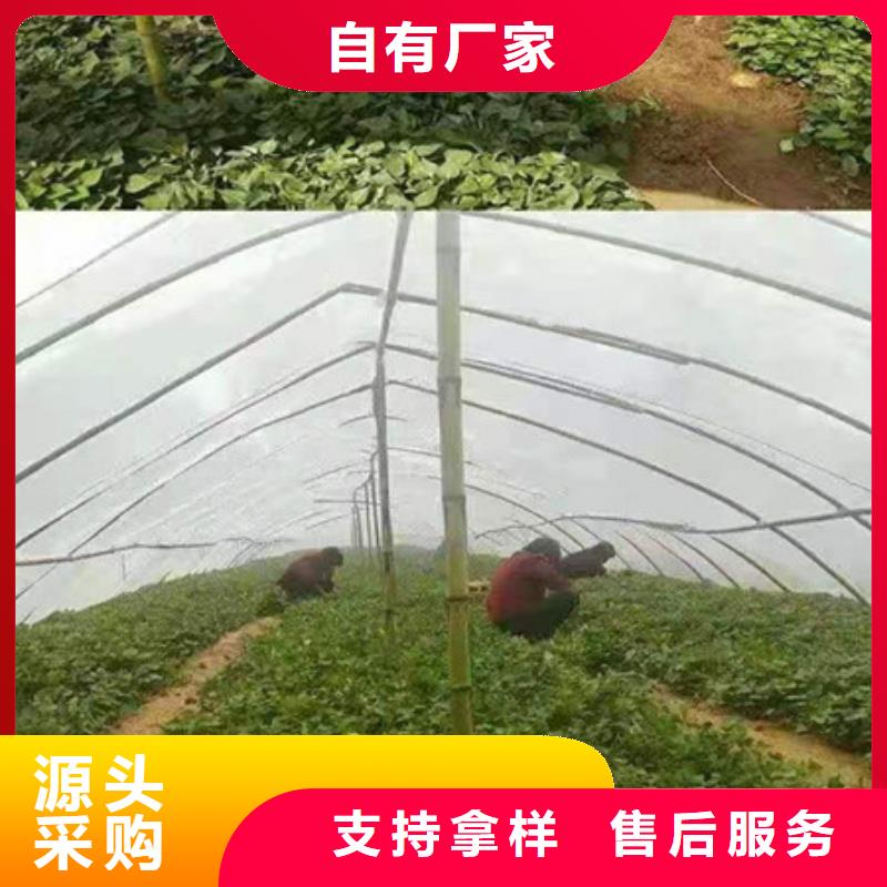 葫芦岛紫薯种子厂家