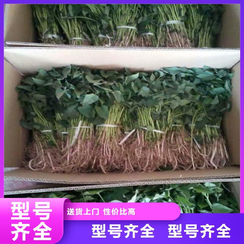茂名紫甘薯苗图片