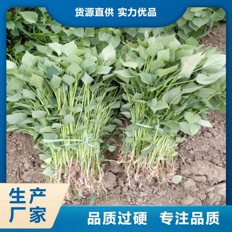 邯郸鲜食型紫薯苗源头厂家