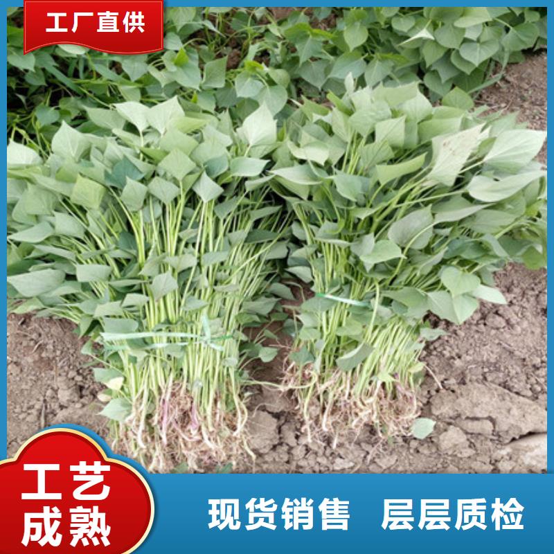 宜昌紫红薯苗图片