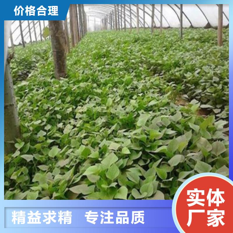 青岛紫甘薯苗种植基地