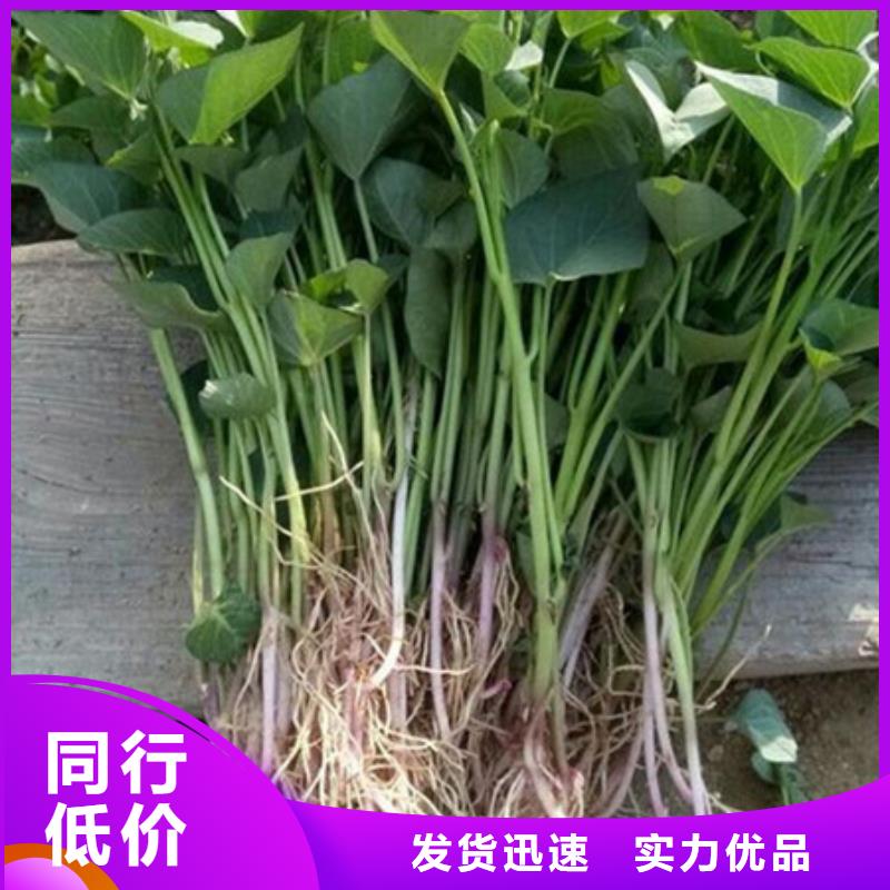 大连紫薯苗（绫紫）图片