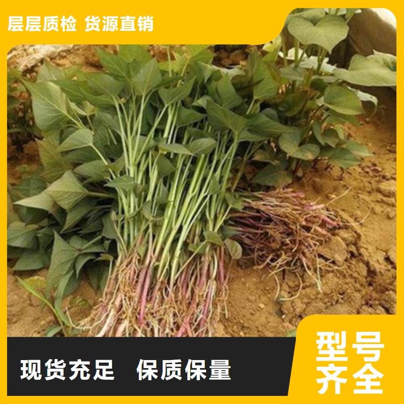 宜昌鲜食型紫薯苗销售