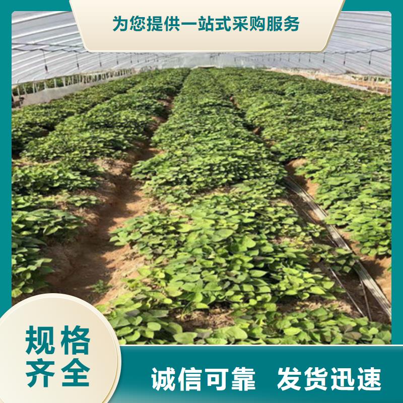广元紫薯种苗多少钱