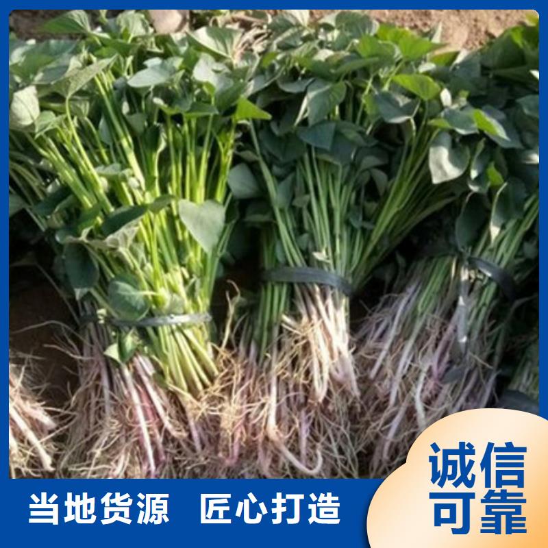 广东鲜食型紫薯苗厂家