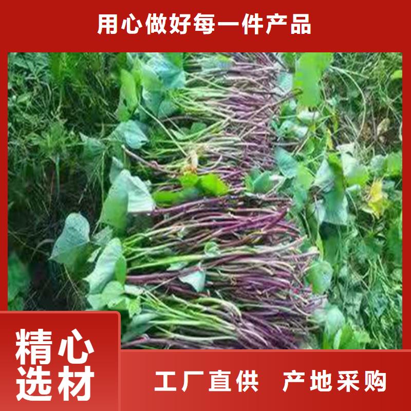 武威紫红薯苗2021新苗上市