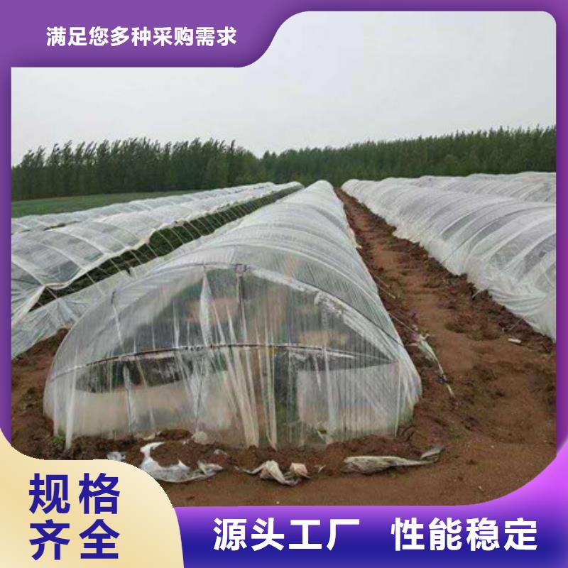 温州鲜食型紫薯苗图片